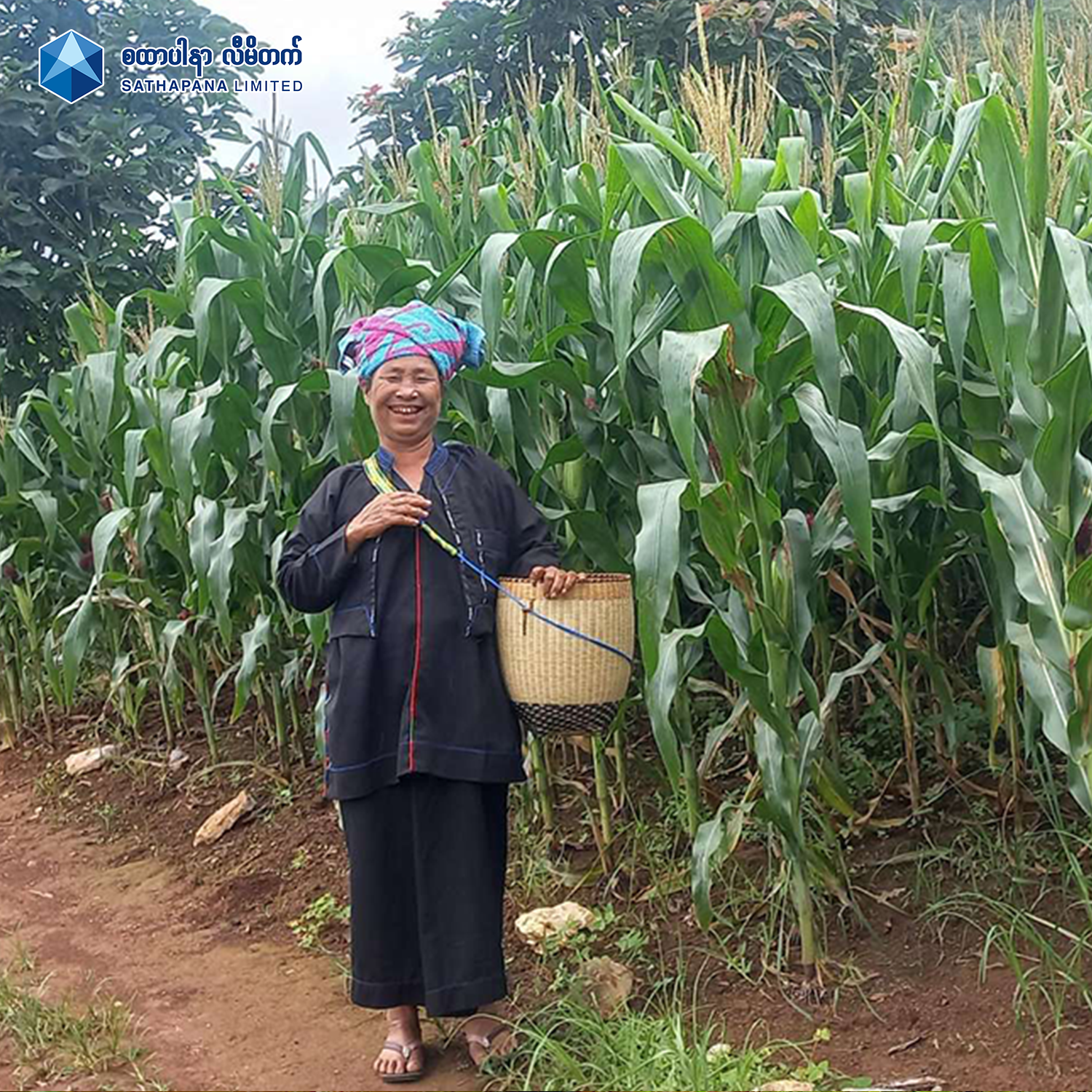 Read more about the article SATHAPANA Limited encourages the cultivation of corn with total loan amount of 3.4 billion kyat to 1,890 corn farmers
